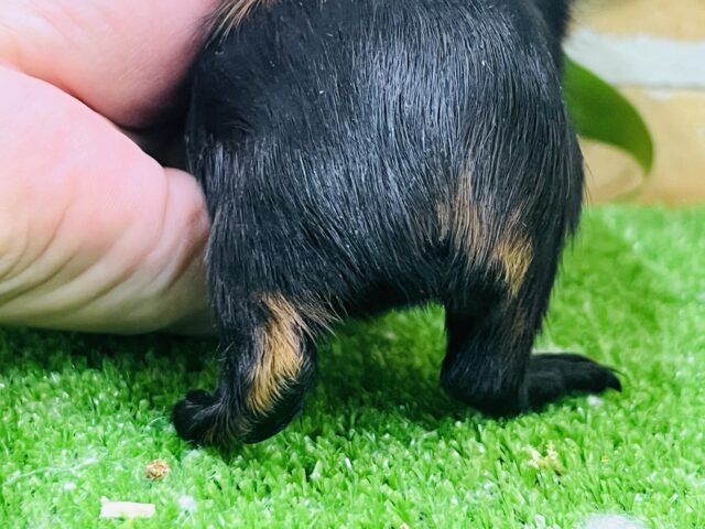 ロシアンモルモット