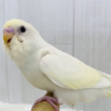 最新画像有ります❗️甘々クリームちゃんはいかがですか〜🍨✨ぱっちりおめめのセキセイインコクリーム🫶