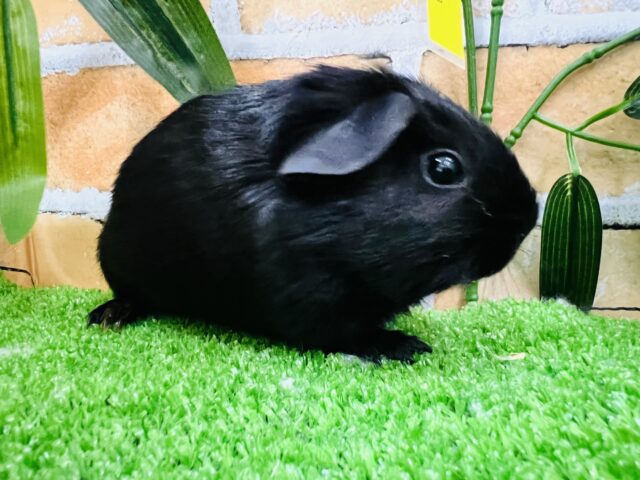 ロシアンモルモット
