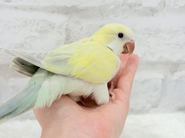 オキナインコ