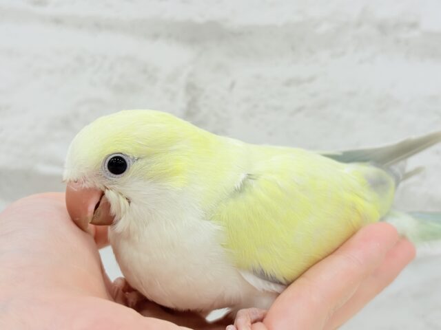 オキナインコ
