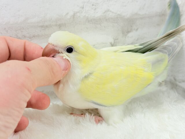 オキナインコ