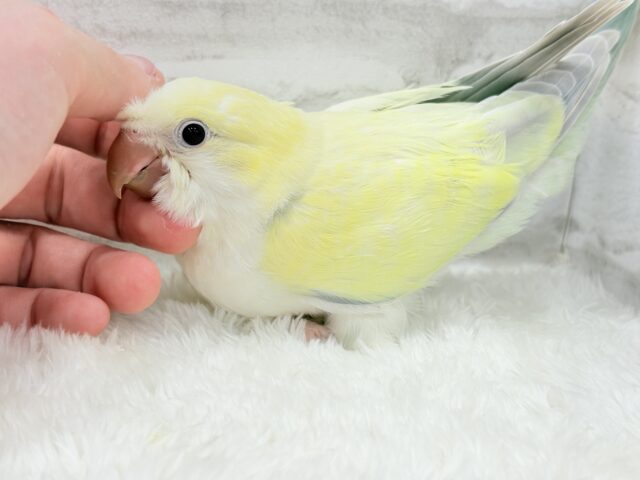 オキナインコ