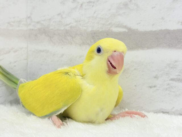 オキナインコ