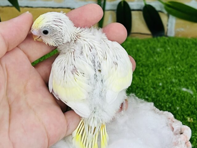 セキセイインコ
