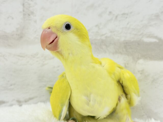オキナインコ