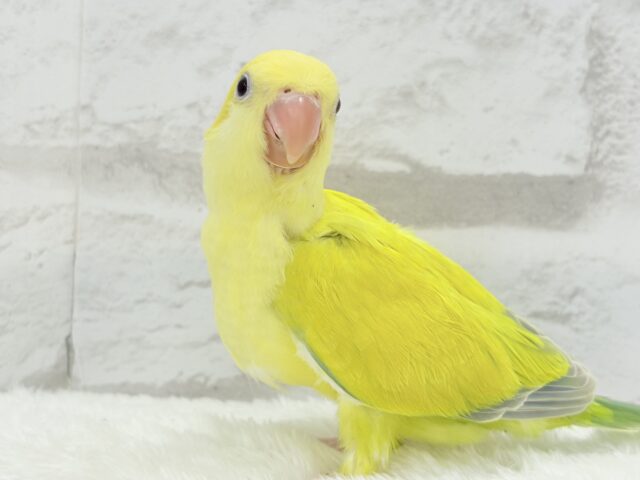 オキナインコ