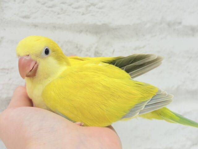 オキナインコ