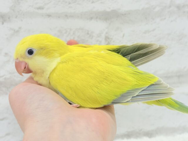 オキナインコ