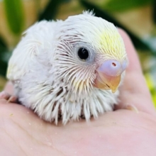 将来楽しみ✨クリーム増し増し♡セキセイインコ