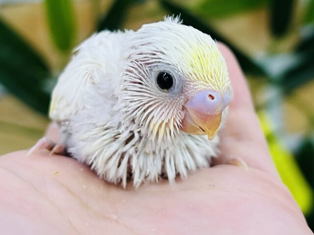将来楽しみ✨クリーム増し増し♡セキセイインコ