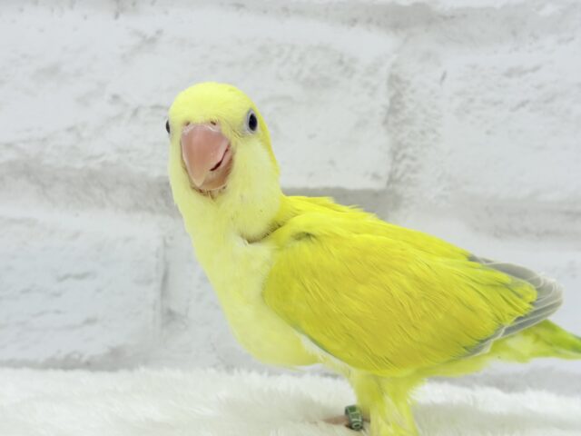 オキナインコ