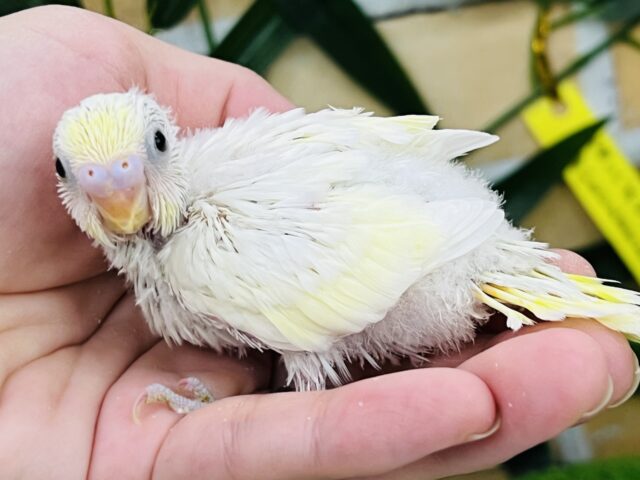 セキセイインコ