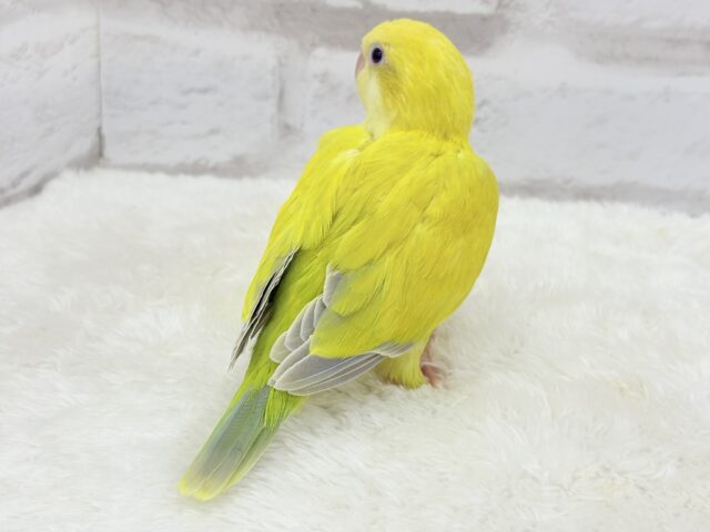オキナインコ