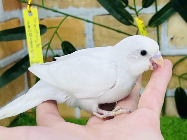 セキセイインコ