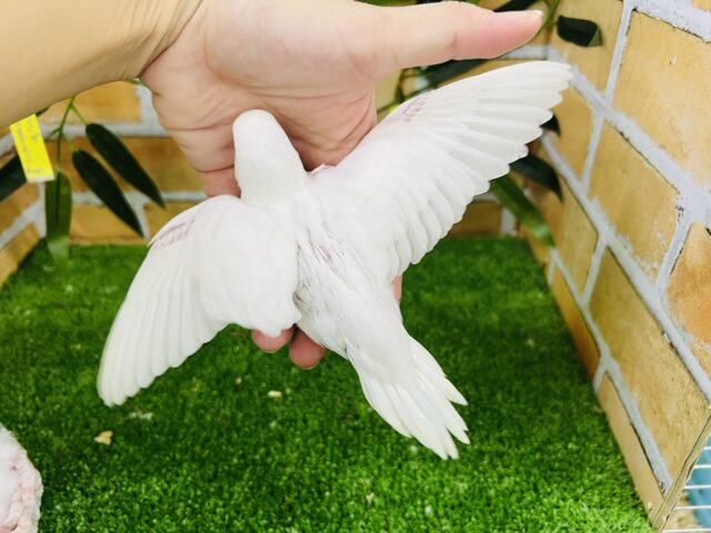 セキセイインコ