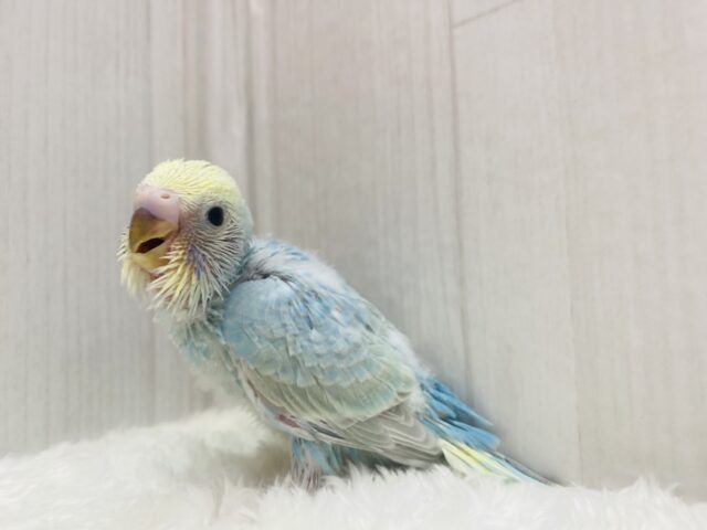 最新画像有ります❗️ポッピングシャワー浴びちゃいましょ🥳✨ほわほわ可愛すぎるセキセイインコ(パステルレインボー)⭐️ セキセイインコ