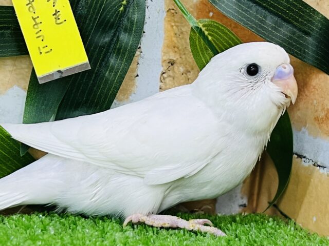 ぶりぶりで大きいぞ！黒目の白いインコ🖤セキセイインコ（ダブルファクター）