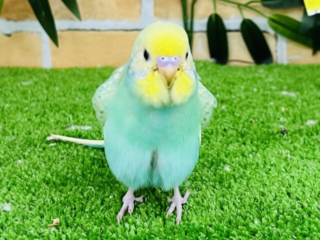 セキセイインコ