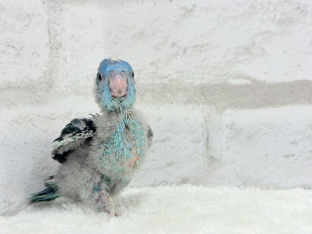 サザナミインコ