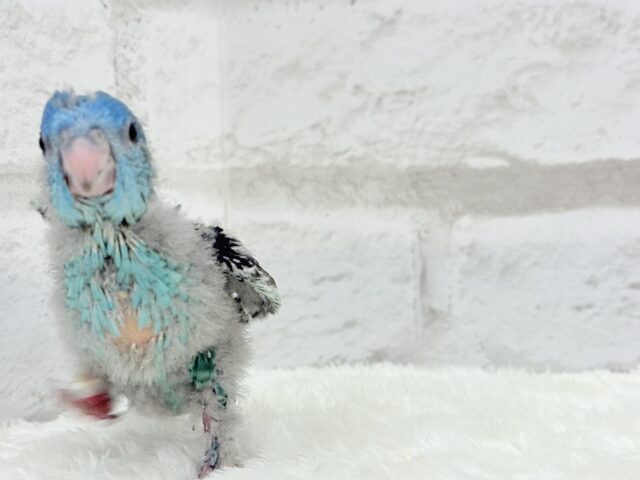 サザナミインコ