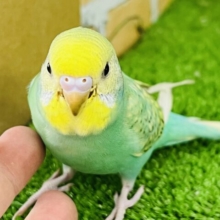①少しの黒がアクセント♡セキセイインコのレインボースパングルです✨