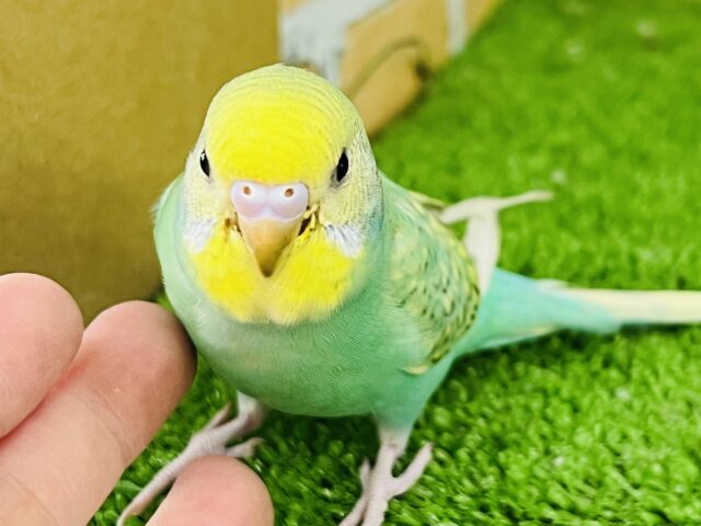 ①少しの黒がアクセント♡セキセイインコのレインボースパングルです✨