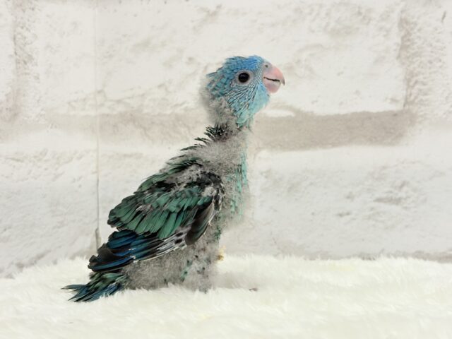 サザナミインコ