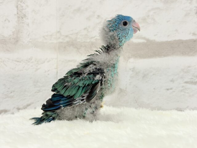 サザナミインコ