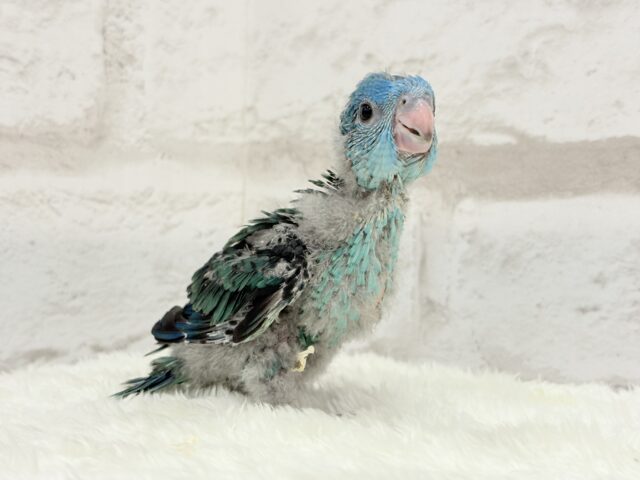 サザナミインコ