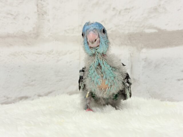 サザナミインコ