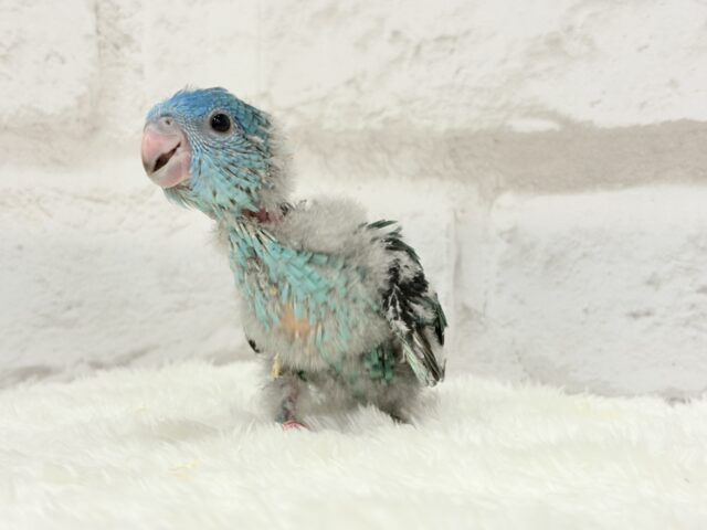 サザナミインコ