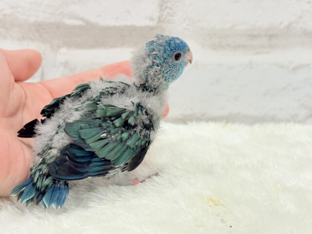 サザナミインコ