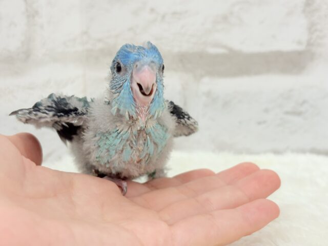 サザナミインコ