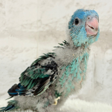 【最新画像更新🪄】わた毛界の妖精さん🧚🫧サザナミインコ(ブルー系) ヒナ