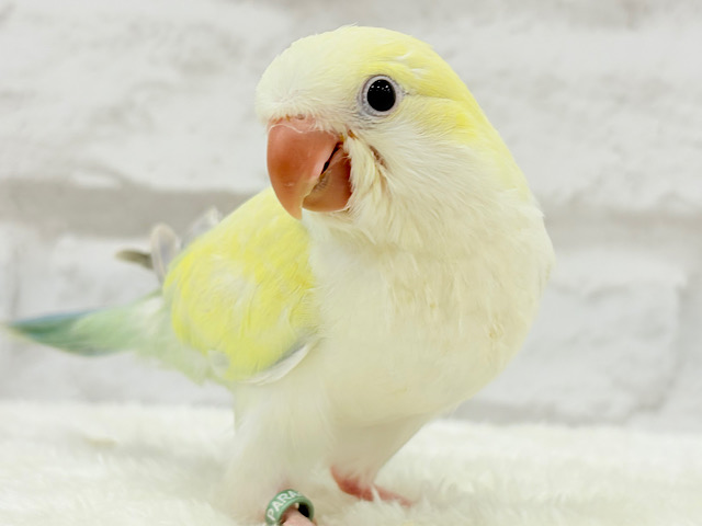【動画更新🪄】レアカラー🫧もふっとフォルムが可愛すぎ💝オキナインコ(アクアブルーパリドイノオパーリン) ヒナ
