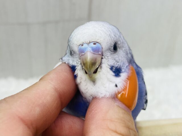 最新画像有ります💜ビューンと飛行機ごっこ〜✈️💨セキセイインコのオパーリン⭐️