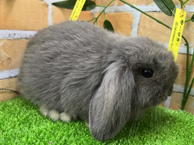 ロップイヤーラビット