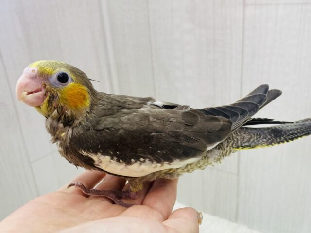 オカメインコ