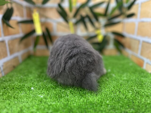 ロップイヤーラビット