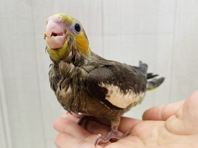 オカメインコ