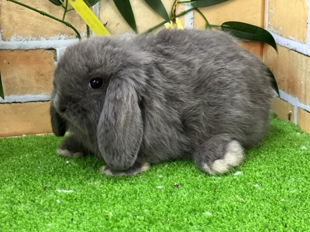 ロップイヤーラビット