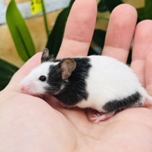 ちょいぽて？パンダマウスの男の子✨