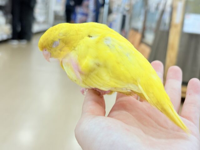 サザナミインコ