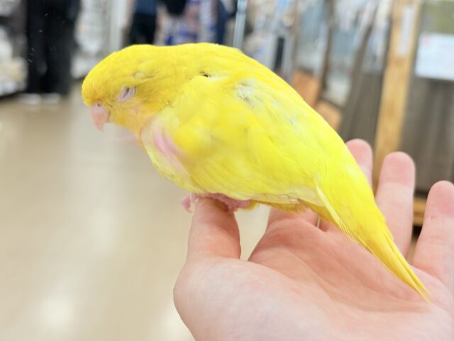 サザナミインコ