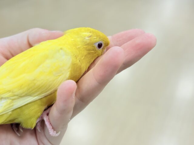 サザナミインコ