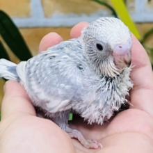 繊細なお色♪珍しいグレースパングル🩶セキセイインコ