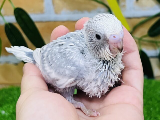 繊細なお色♪珍しいグレースパングル🩶セキセイインコ