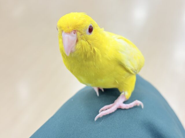 サザナミインコ