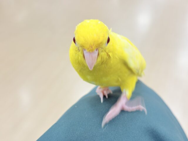 サザナミインコ
